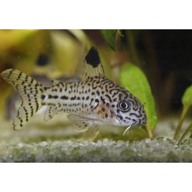 Corydoras Julii